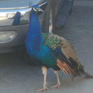 Meet your Posher, Nica